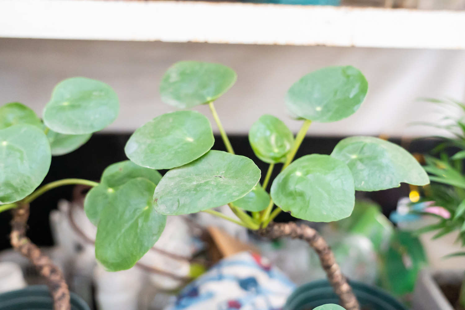 鏡麵草 鏡麵草葉子卷曲怎麼解決,怎麼處理