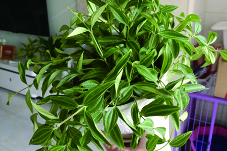 白脈椒草 白脈椒草掉葉子怎麼解決,怎麼處理