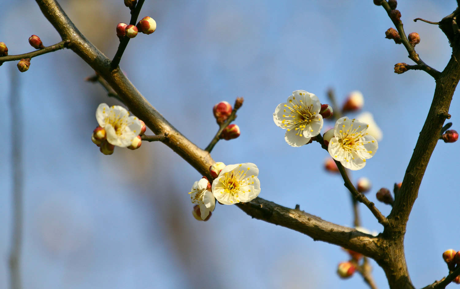 盆栽梅花不開花怎麼解決，怎麼處理