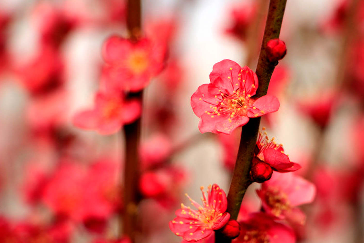 盆栽梅花不開花怎麼解決，怎麼處理