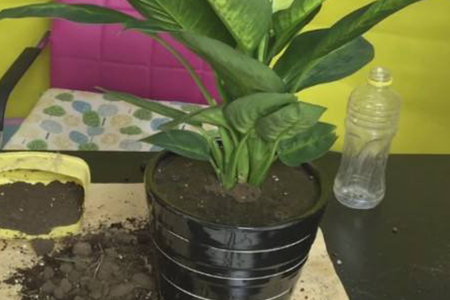 萬年青 萬年青葉子下垂怎麼解決,怎麼處理