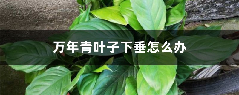 <strong>萬年青葉子下垂怎麼解決，怎麼處理</strong>