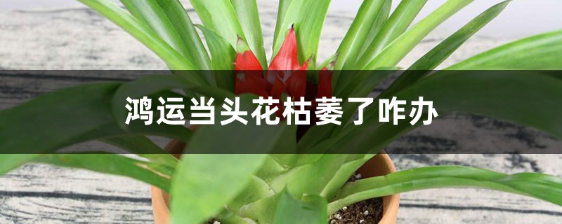 <strong>鴻運當頭中間枯萎了，花謝了怎麼剪</strong>