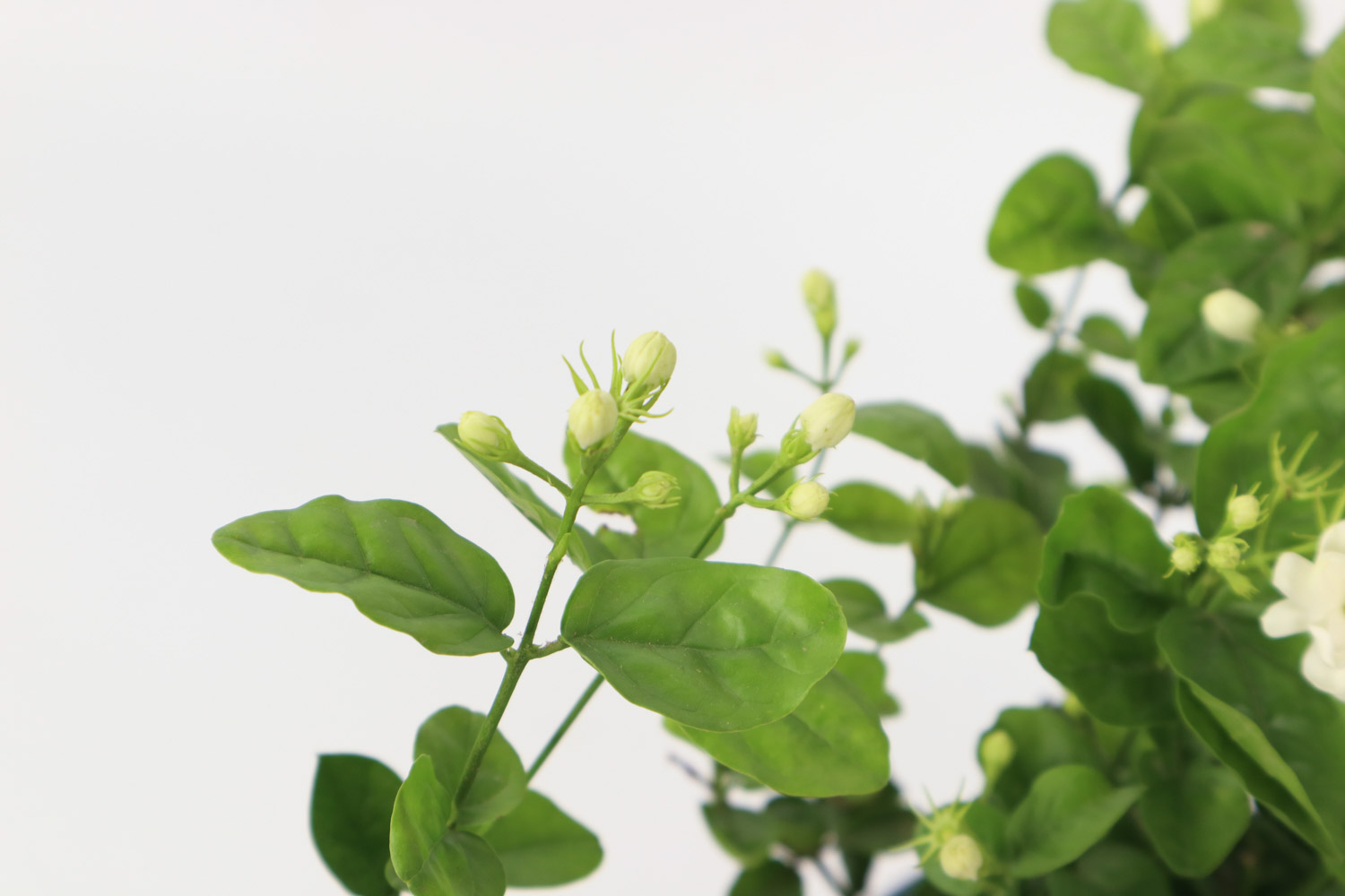 茉莉 茉莉冬天掉葉子嗎