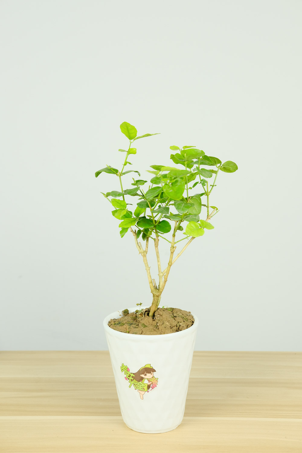 茉莉 茉莉冬天掉葉子嗎