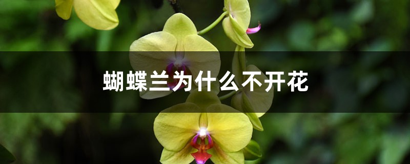 <strong>蝴蝶蘭為什麼不開花</strong>