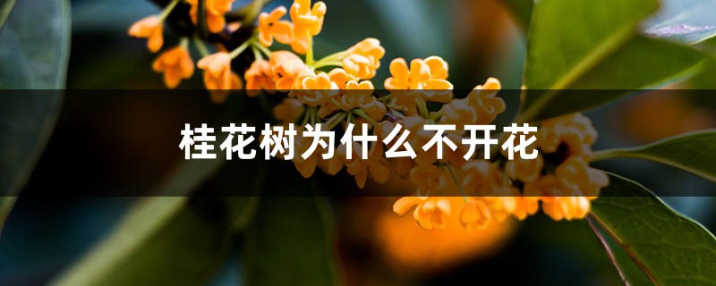 <b>桂花樹為什麼不開花</b>