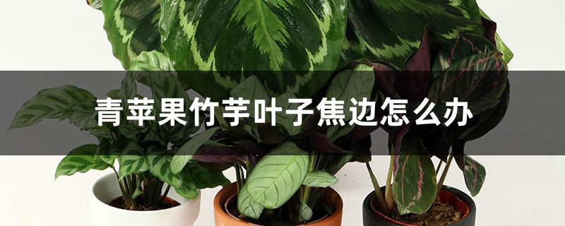 <b>青蘋果竹芋葉子焦邊怎麼解決，怎麼處理</b>