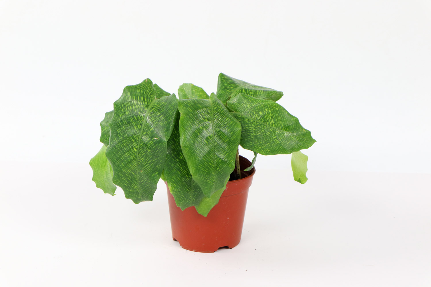 青蘋果竹芋葉子耷拉下垂怎麼解決，怎麼處理