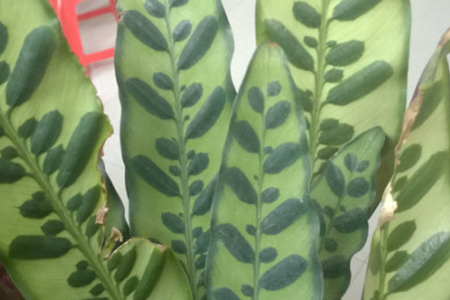 貓眼竹芋 貓眼竹芋葉子卷曲怎麼解決,怎麼處理