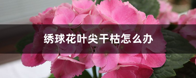 <b>繡球花葉尖幹枯怎麼解決，怎麼處理</b>