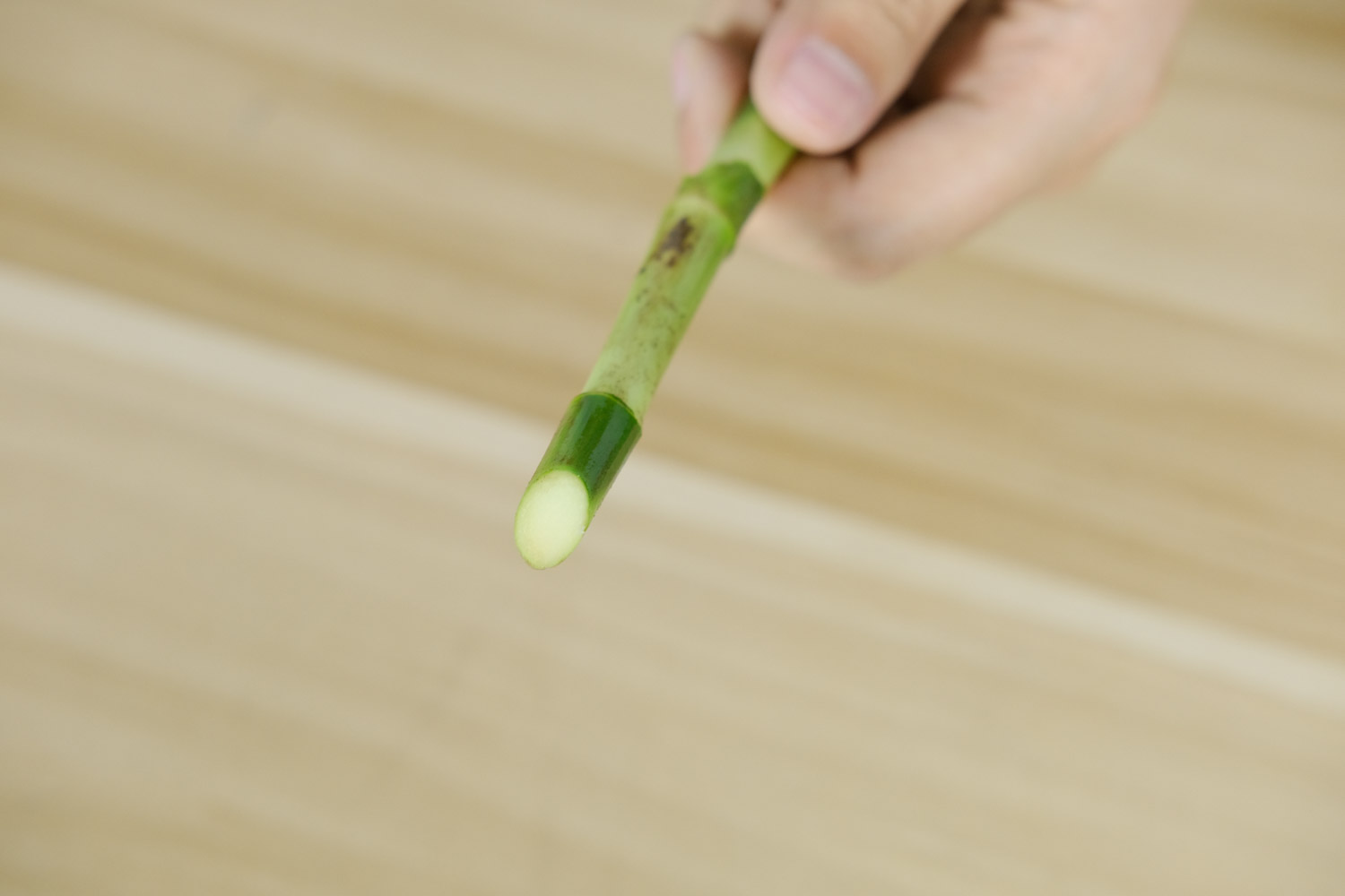 富貴竹 富貴竹不生根怎麼回事(最快生根方法)