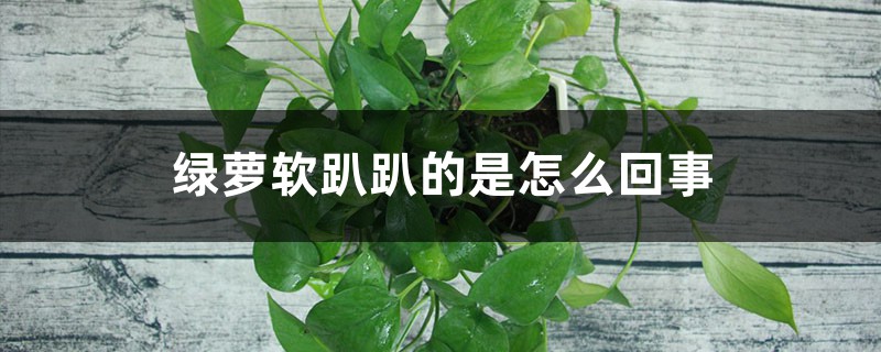 <strong>綠蘿軟趴趴的怎麼解決，怎麼處理，如何挽救</strong>