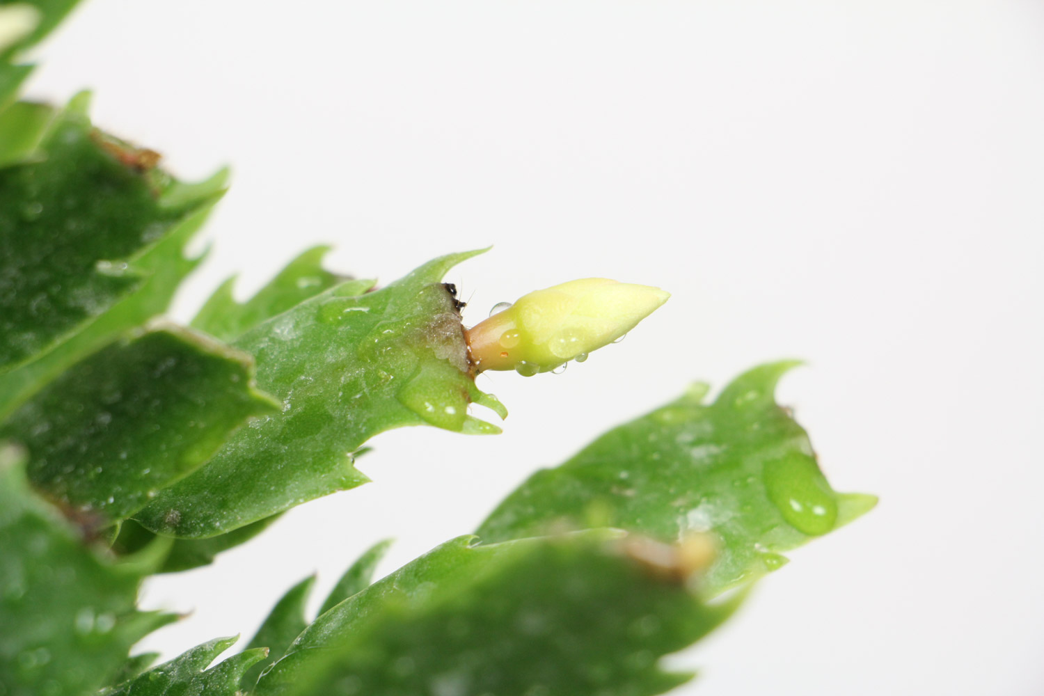 蟹爪蘭 蟹腳蘭為什麼不開花