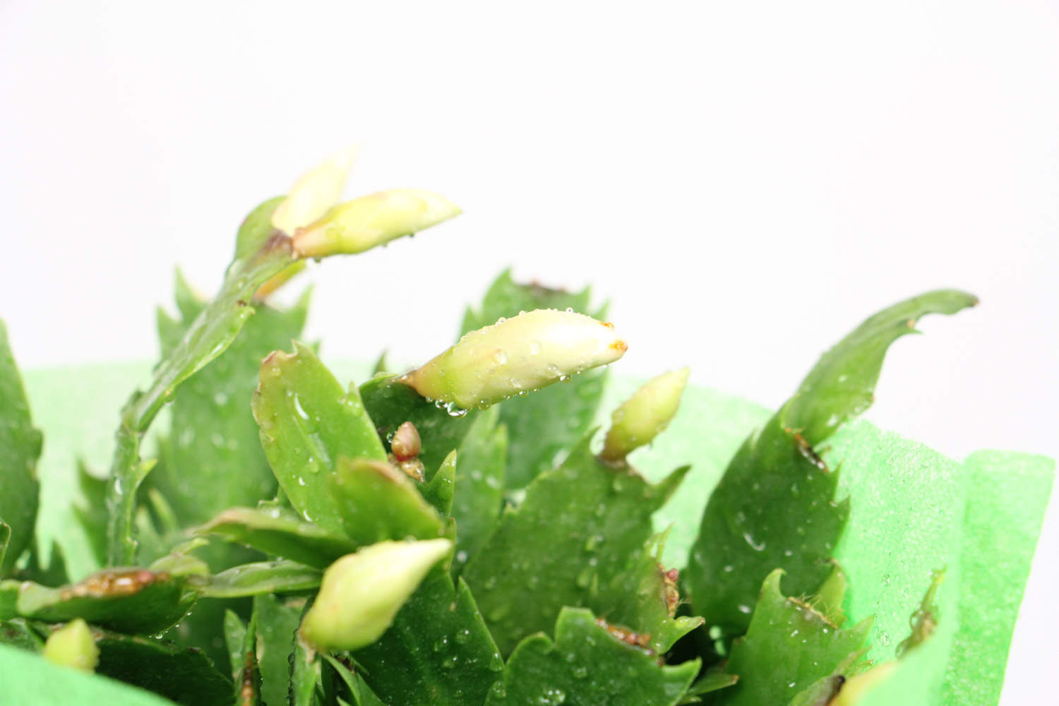 蟹爪蘭 蟹腳蘭為什麼不開花