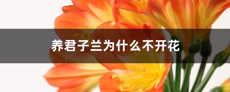 <strong>養君子蘭為什麼不開花</strong>