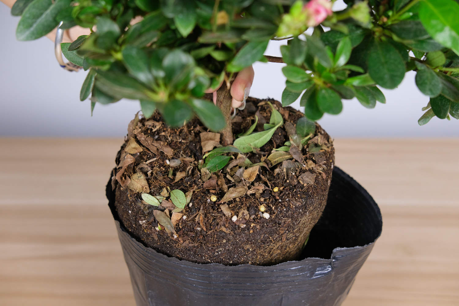 杜鵑 杜鵑花葉子發黑幹枯的原因