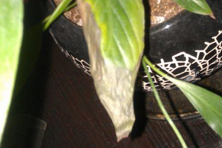 一帆風順的葉子尖幹枯怎麼解決，怎麼處理