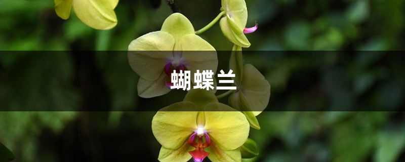<strong>蝴蝶蘭葉子褶皺變軟怎麼解決，怎麼處理，全掉了怎麼解決，怎</strong>