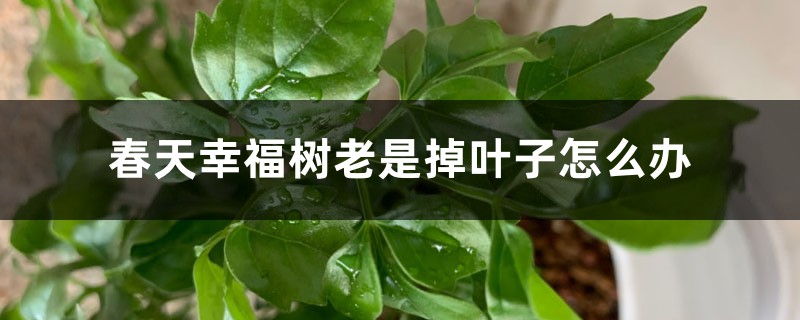 <strong>春天幸福樹老是掉葉子怎麼解決，怎麼處理</strong>