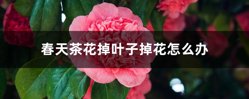 <strong>春天茶花掉葉子掉花怎麼解決，怎麼處理</strong>