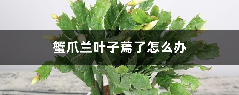 <strong>蟹爪蘭葉子蔫了怎麼解決，怎麼處理</strong>