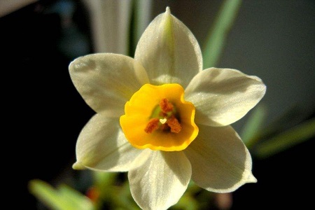 水仙花花苞蔫了怎麼解決，怎麼處理