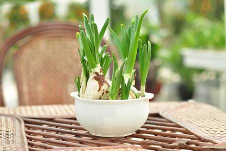 水仙花花苞蔫了怎麼解決，怎麼處理