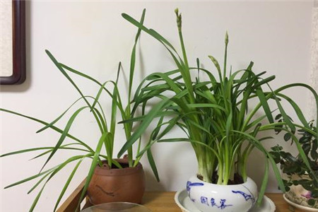 水仙花花苞蔫了怎麼解決，怎麼處理