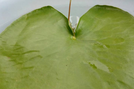 一葉蓮 一葉蓮葉子腐爛怎麼解決,怎麼處理