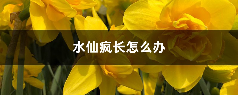 <strong>水仙瘋長怎麼解決，怎麼處理</strong>