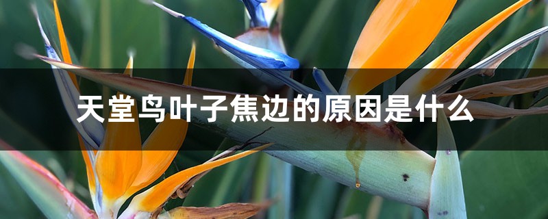 <strong>天堂鳥葉子焦邊的原因是什麼</strong>