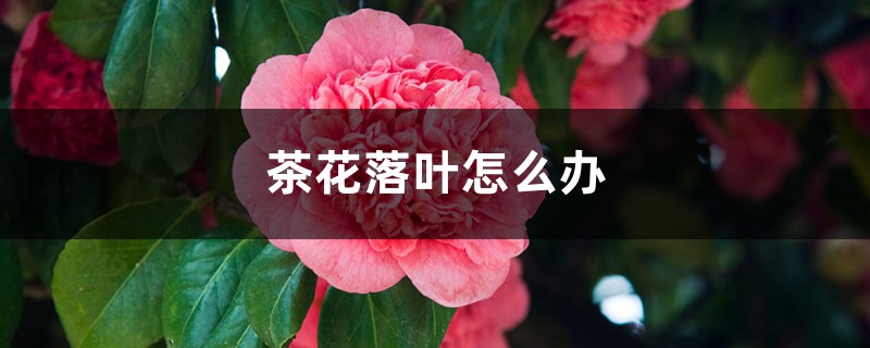<strong>茶花落葉怎麼解決，怎麼處理</strong>
