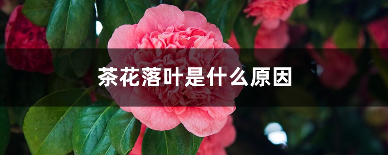 <strong>茶花落葉是什麼原因</strong>