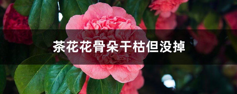 <strong>茶花花骨朵幹枯但沒掉是怎麼回事</strong>