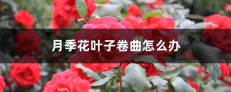 <strong>月季花葉子卷曲怎麼解決，怎麼處理</strong>