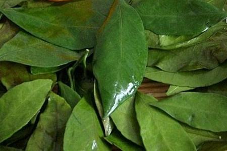 橘子葉 橘子樹掉葉子什麼原因