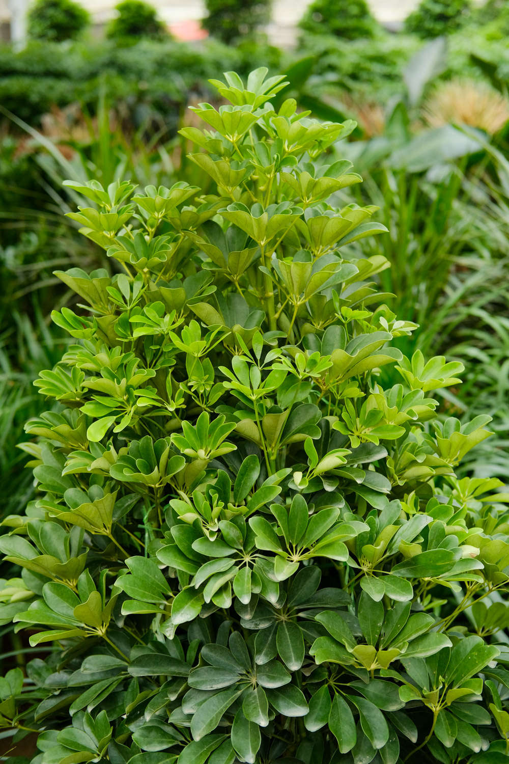 鴨腳木 鴨腳木凍了怎麼挽救