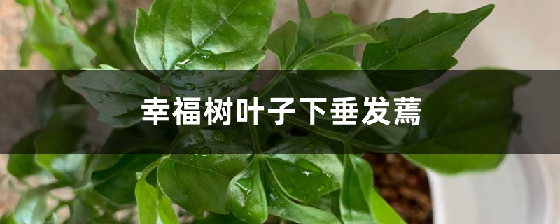 <strong>幸福樹葉子下垂發蔫怎麼解決，怎麼處理</strong>