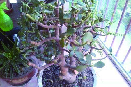 玉樹 玉樹葉子幹焦怎麼解決,怎麼處理
