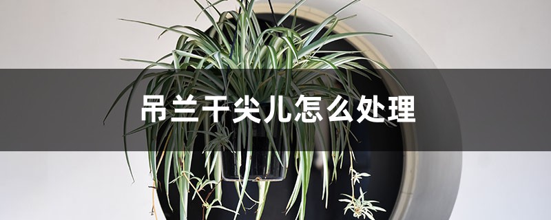 <strong>吊蘭幹尖兒怎麼處理</strong>