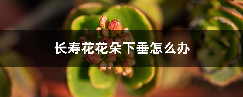 <strong>長壽花花朵下垂怎麼解決，怎麼處理</strong>