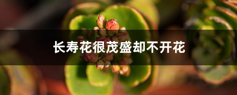 <strong>為什麼長壽花很茂盛卻不開花</strong>
