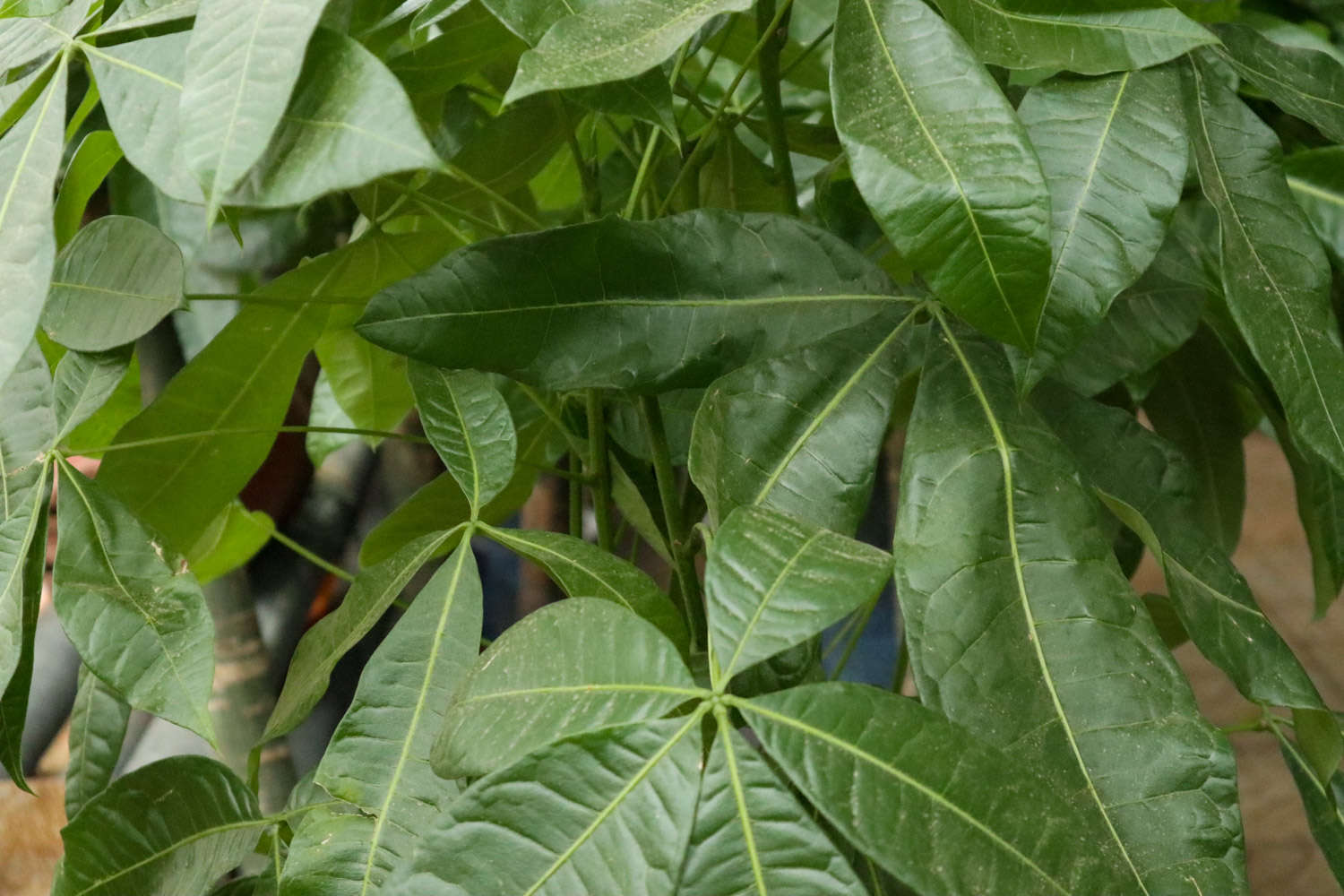 發財樹 發財樹葉子有大片白斑怎麼解決,怎麼處理