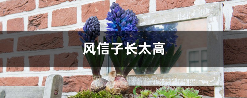 <strong>風信子長太高什麼原因</strong>