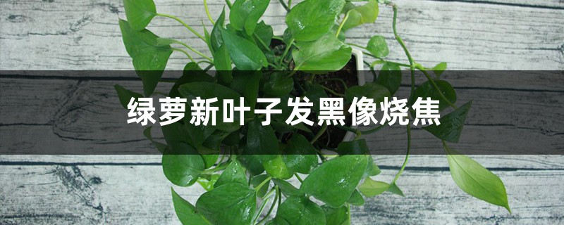 <b>綠蘿新葉子發黑像燒焦怎麼解決</b>