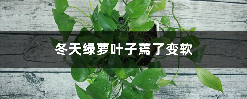 <b>冬天綠蘿葉子蔫了變軟怎麼解決，怎麼處理</b>