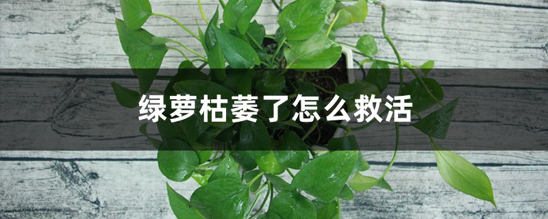<b>綠蘿枯萎了怎麼救活</b>