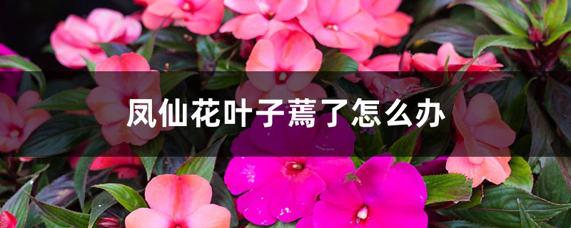 <strong>鳳仙花葉子蔫了怎麼解決，怎麼處理</strong>