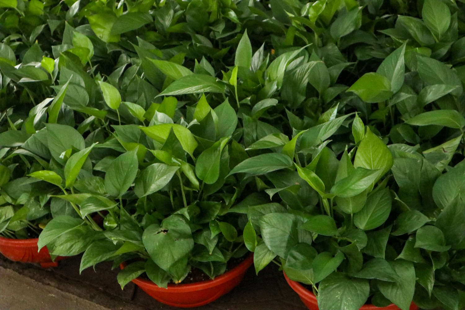 綠蘿 冬天的綠蘿葉子蔫了怎麼解決,怎麼處理